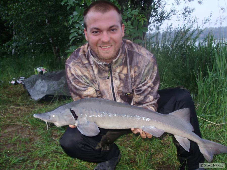 Jeseter 80cm