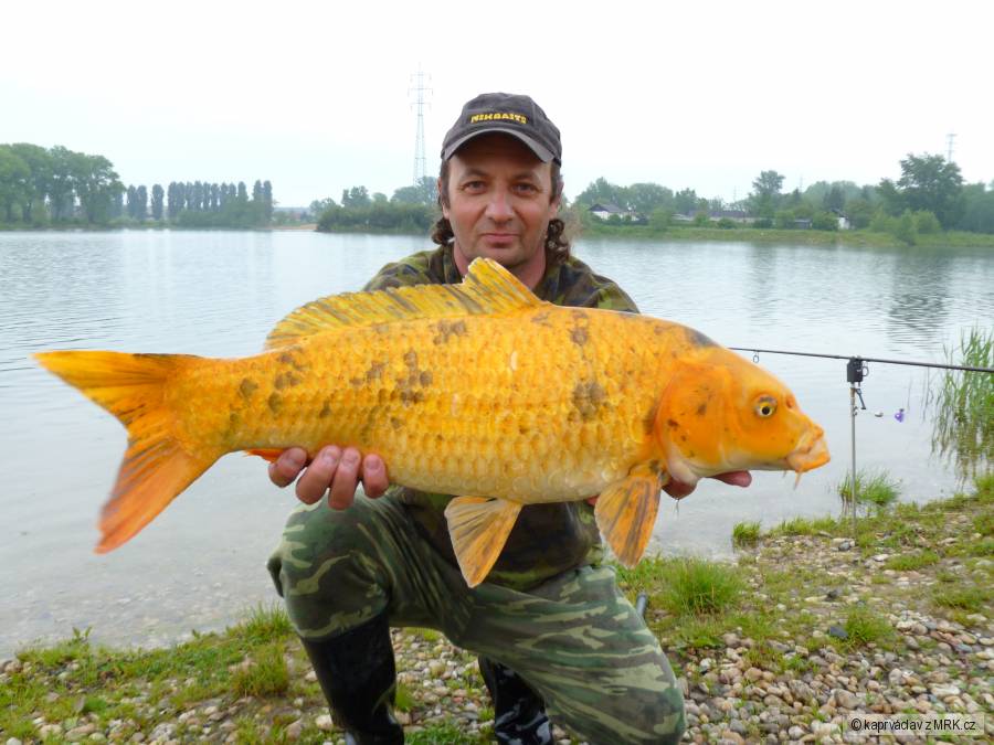 kapr koi