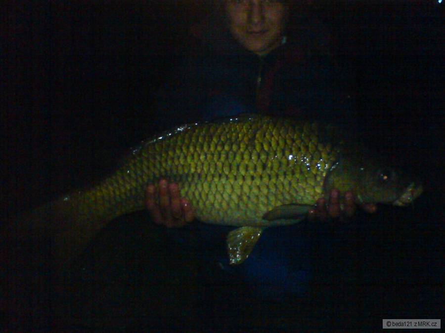 kapr 78cm 11,5kg