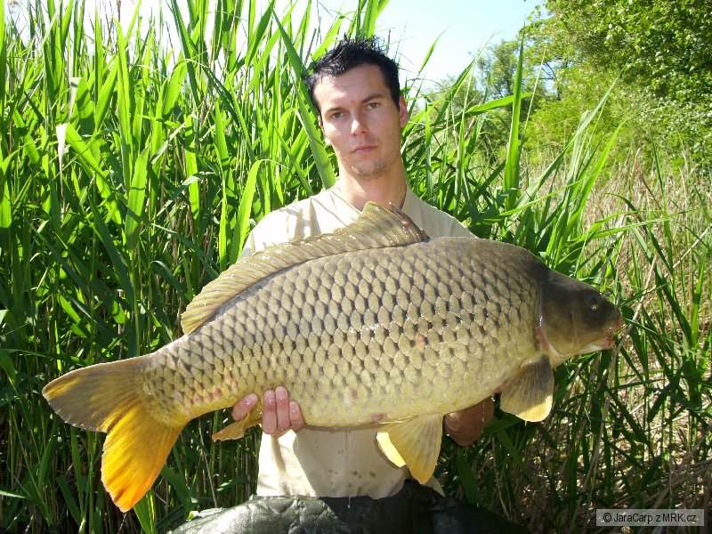 Carp