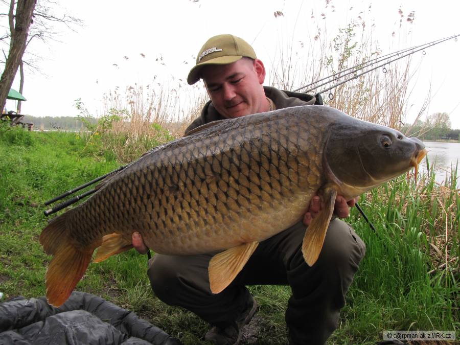 Digested fish/klobása-losos