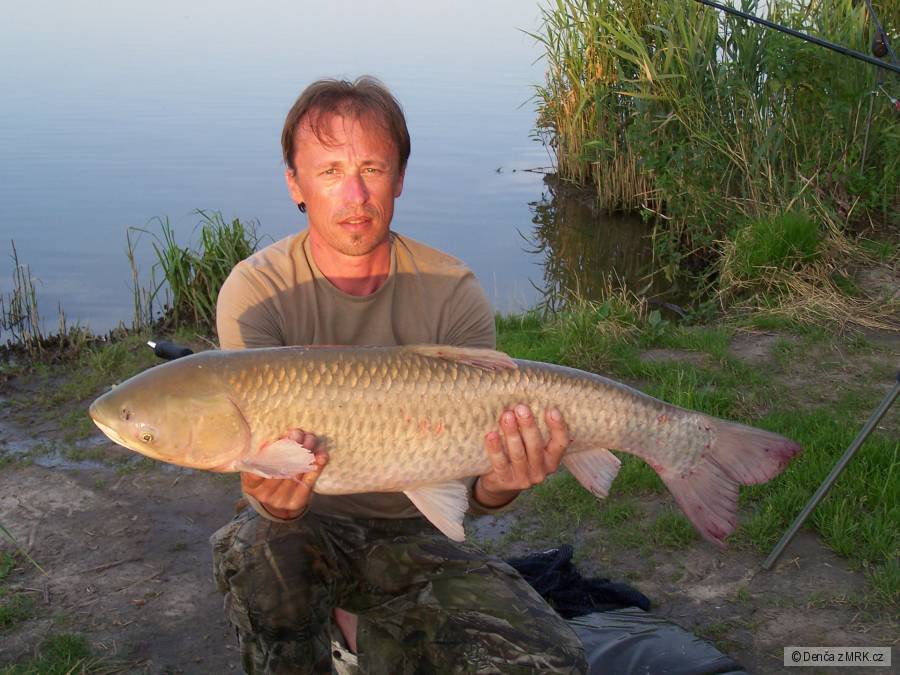 Merenye 91cm, 8,70kg
