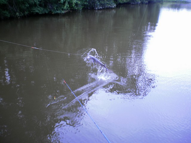 Výskok