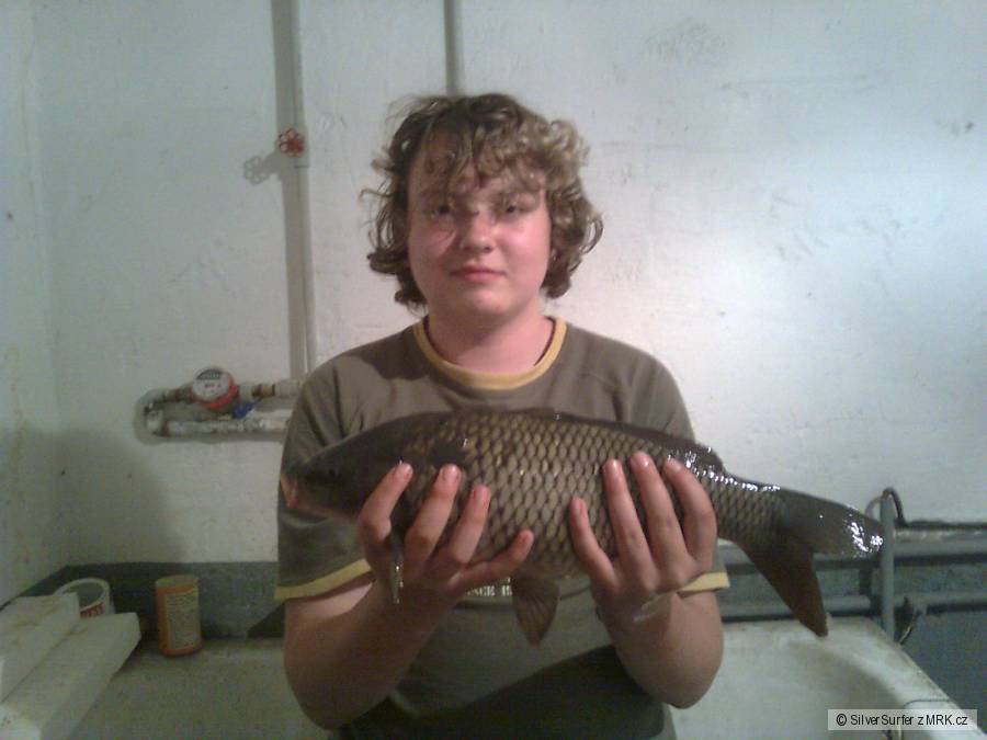 Kapr 50 cm