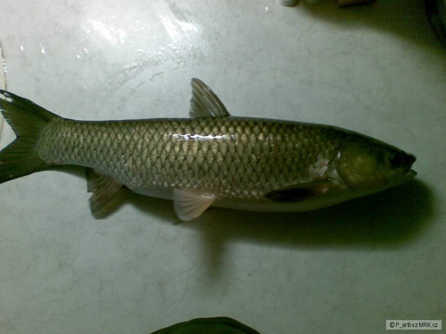 Amur