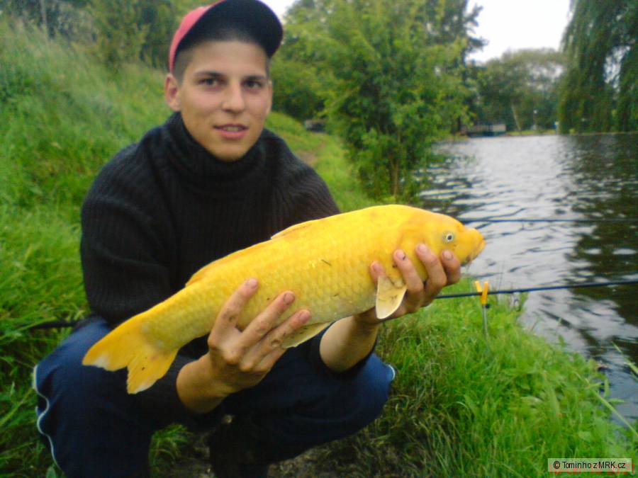 Zlaté kapřík