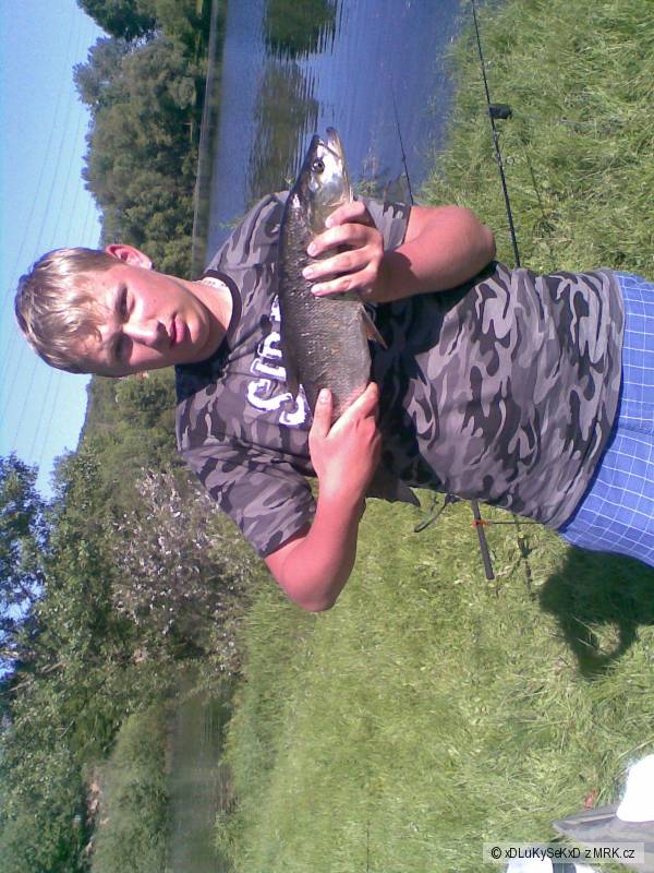 bolen 58cm