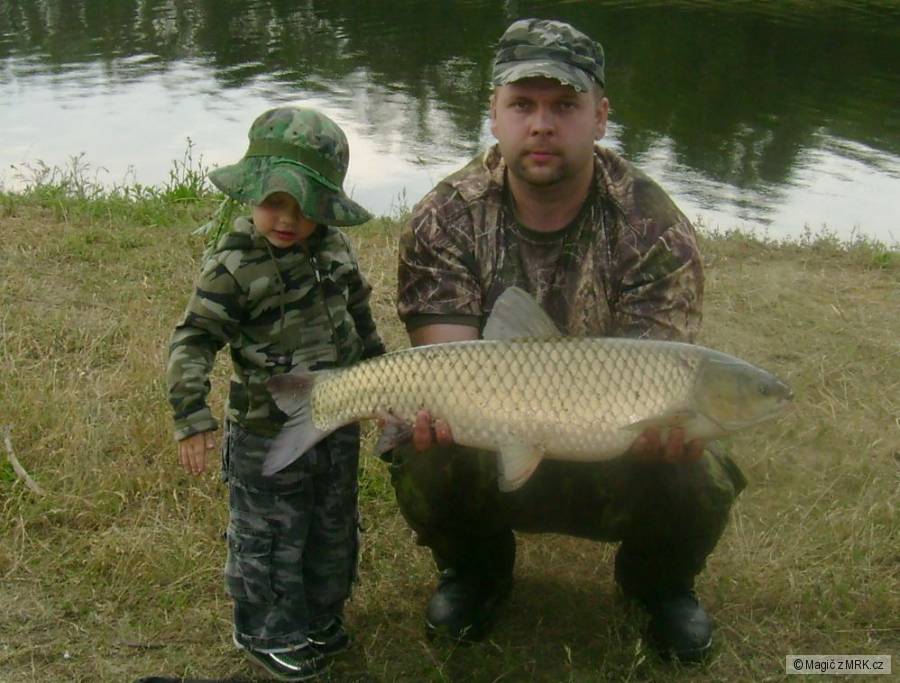 Amur 82cm.