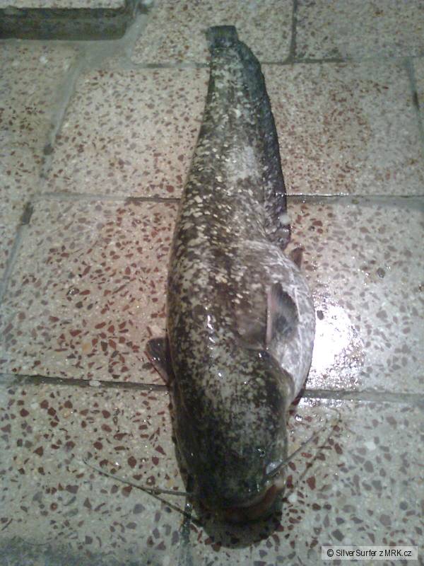 Sumec 75 cm, uloven na feeder