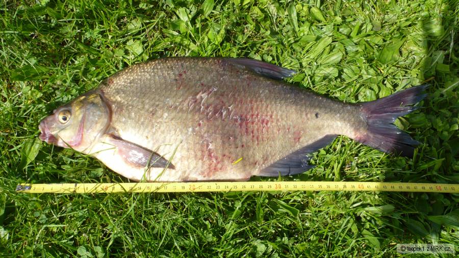 Cejn 46cm