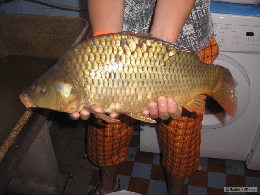 kapřík 47 cm