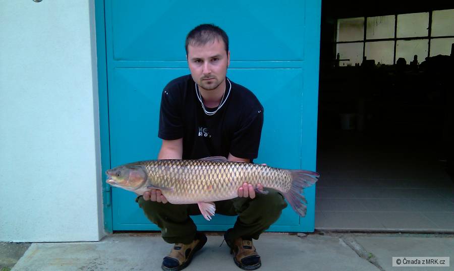 Amur 78cm