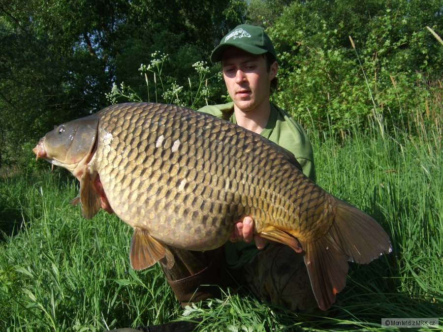 bojovný kapřík