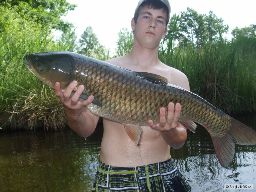 Amur bílý