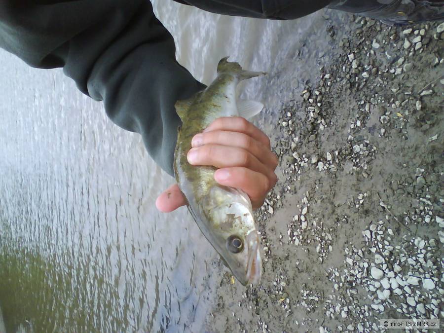 Zubač