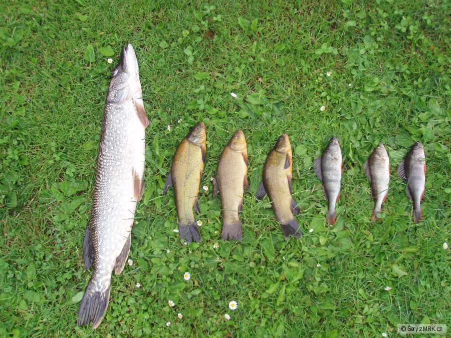 štika 72cm