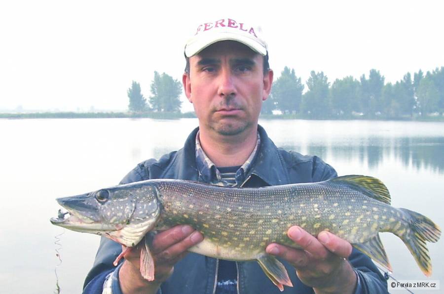 štika 63 cm - ulovená na Ferela twister - (sezóna 2009)