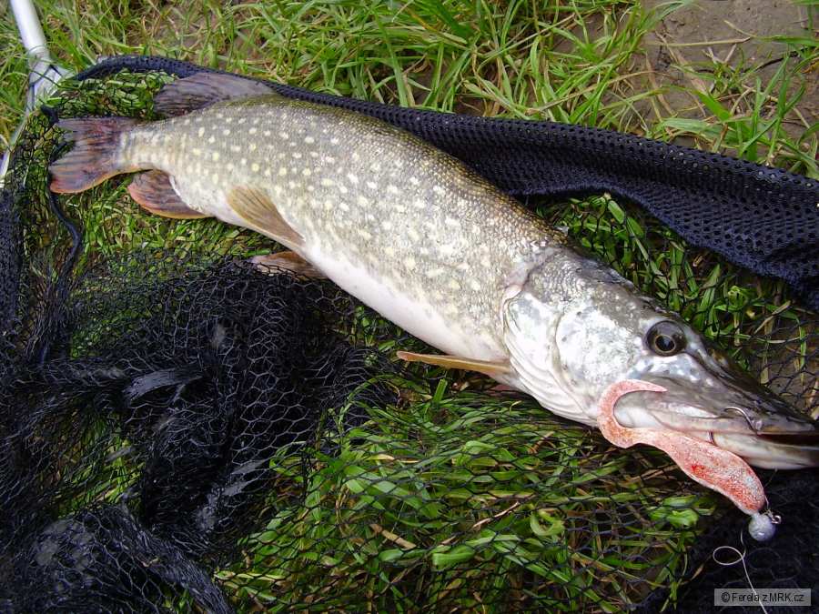 štika 56 cm - ulovená na Ferela twister - (sezóna 2010)