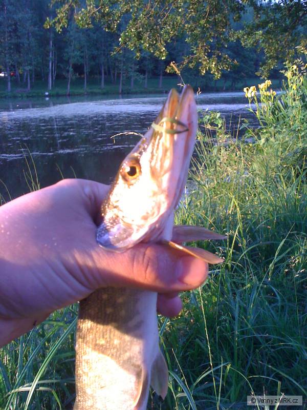 Giga Fisch :o)