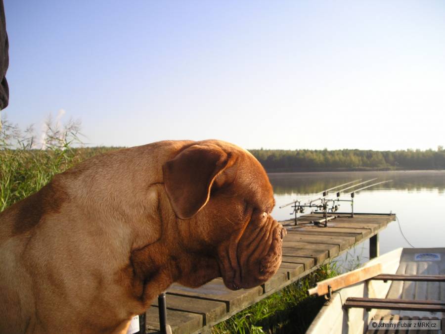 Man´s Best friend - Slinta