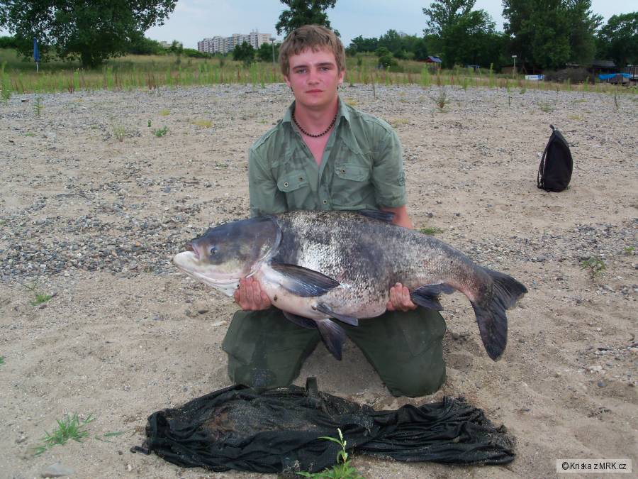 Tolstolobec 120cm 22kg