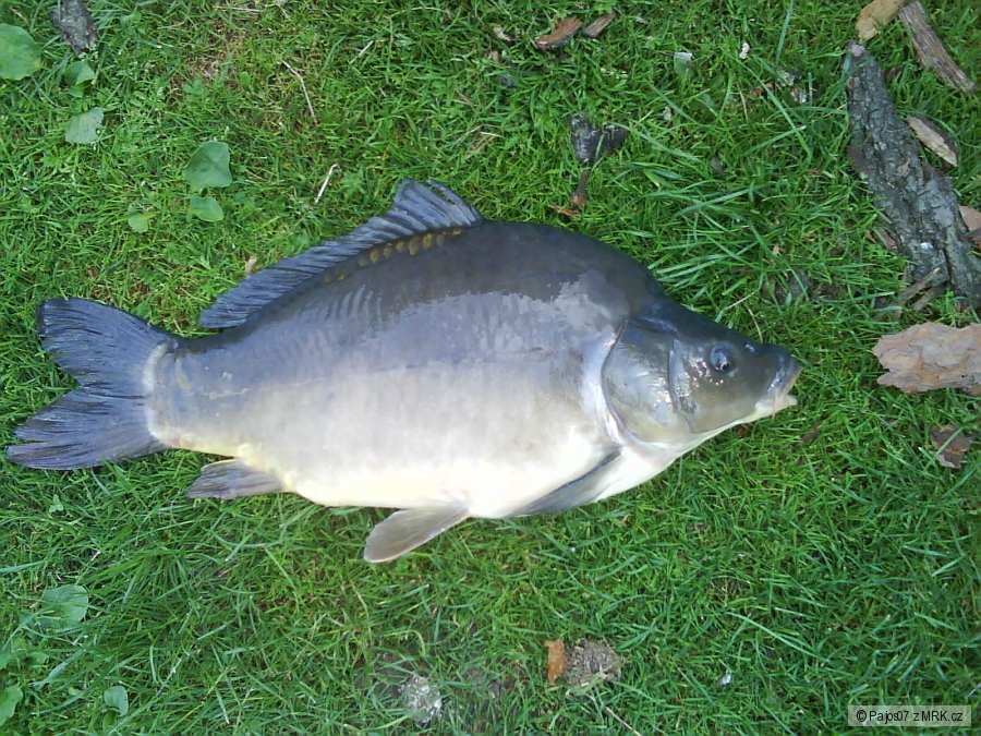 kapr 68 cm 6,7kg