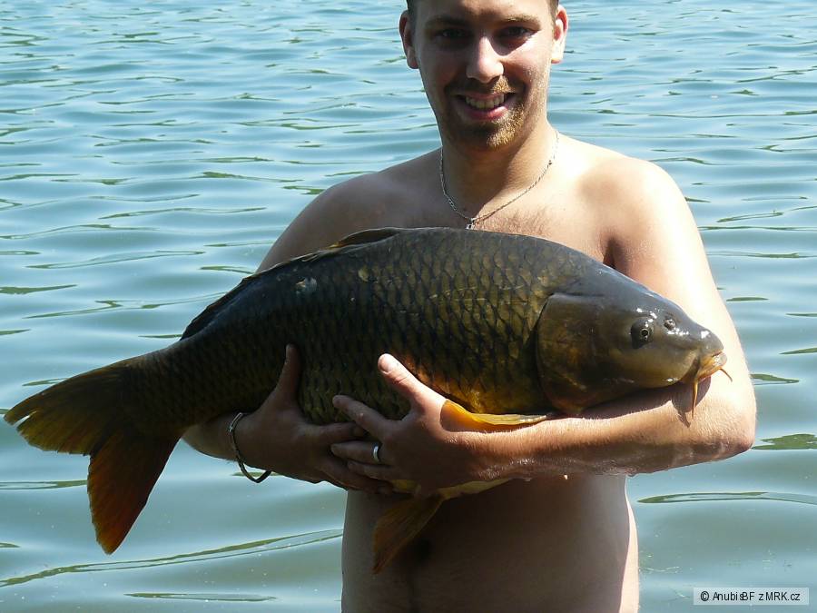 Kapr 80 cm 13,5kg