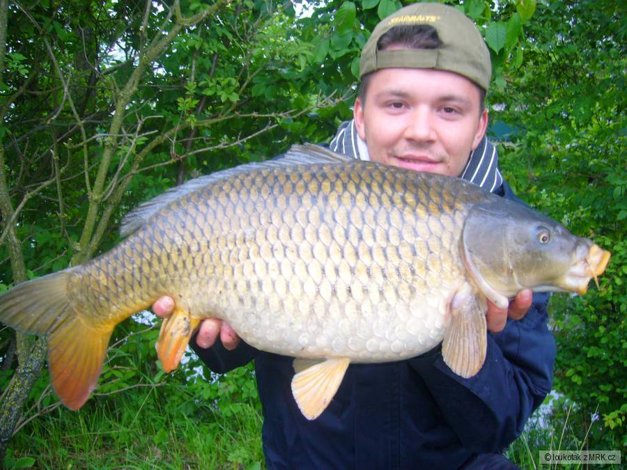 kapr ohře