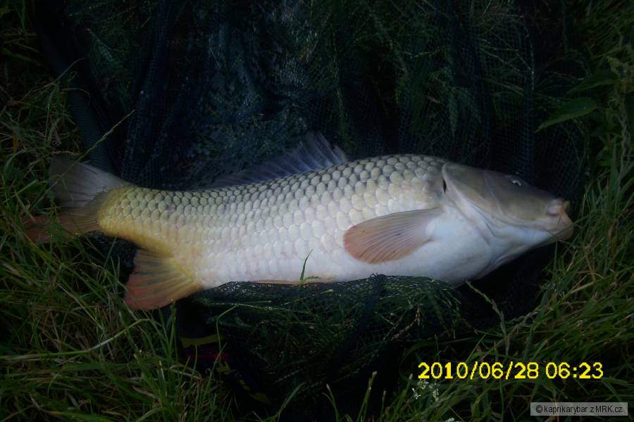 kapr 65 cm.