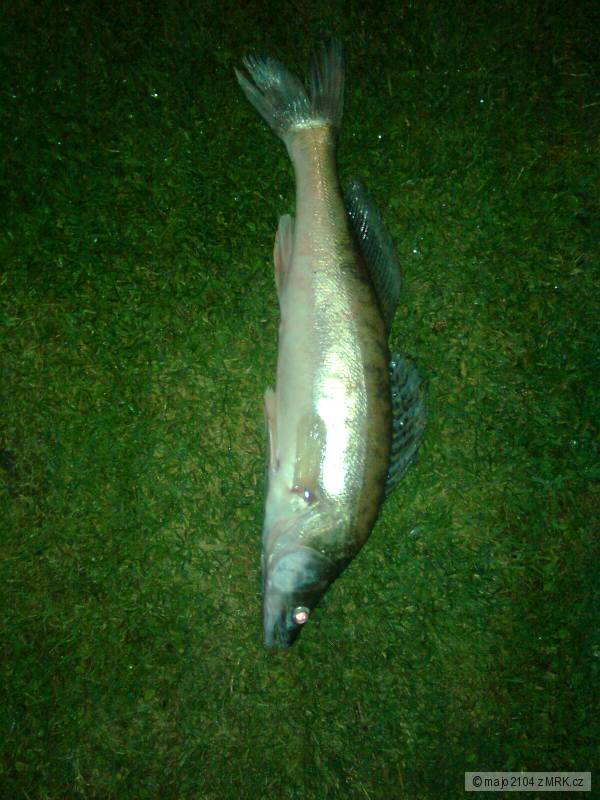 zubac 62 rapala magnum 
