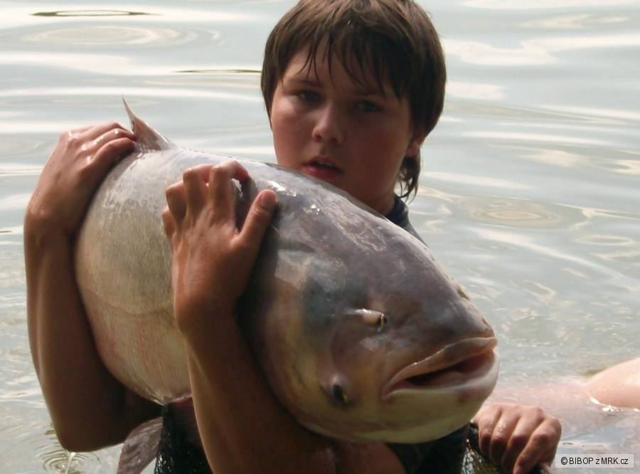 TOLSTOLOBIK 126cm 34kg