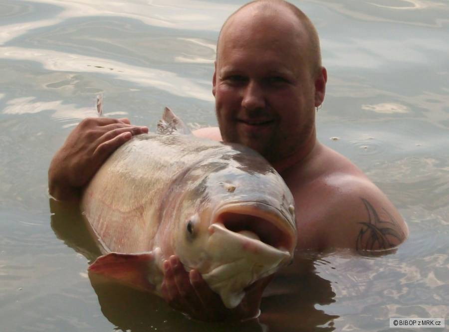TOLSTOLOBIK 126cm 34kg