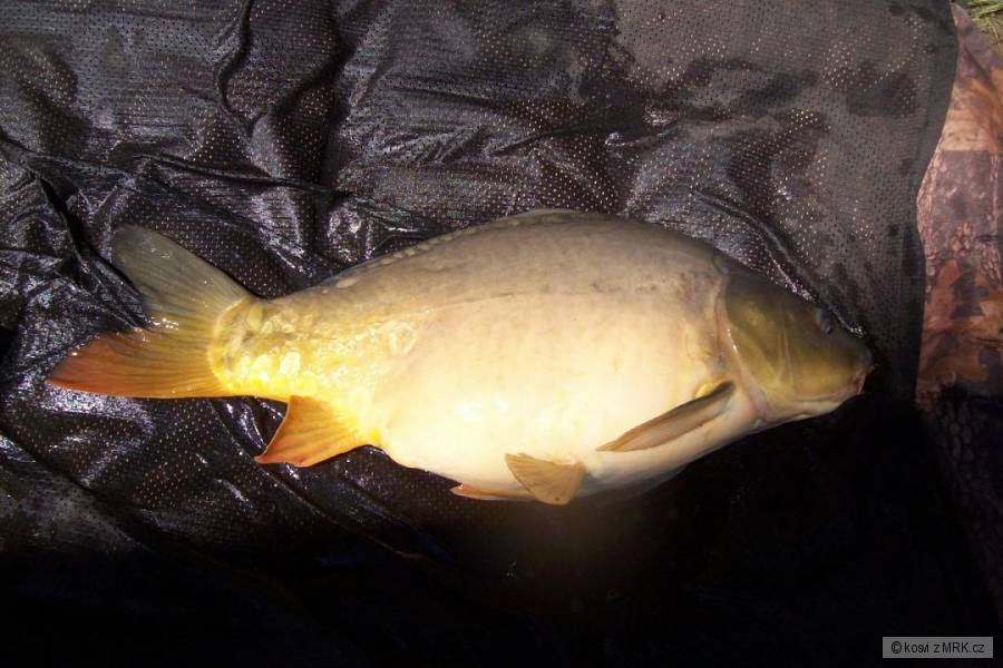 taťkův kapr 70cm a 7,70kg