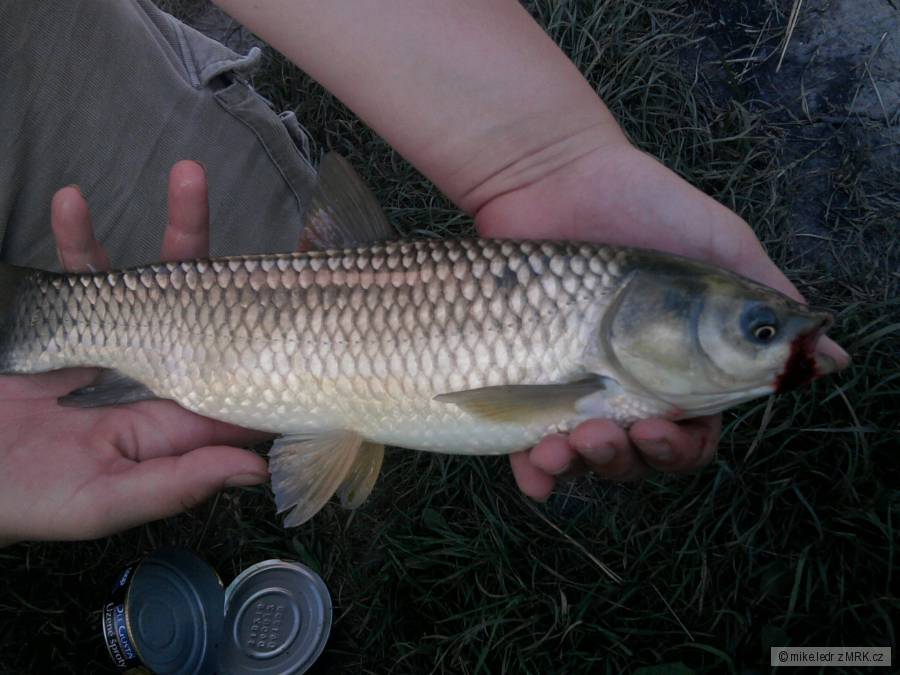 Kolegův amur 45cm