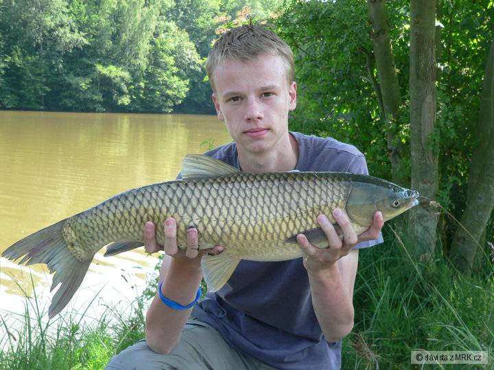 Amur