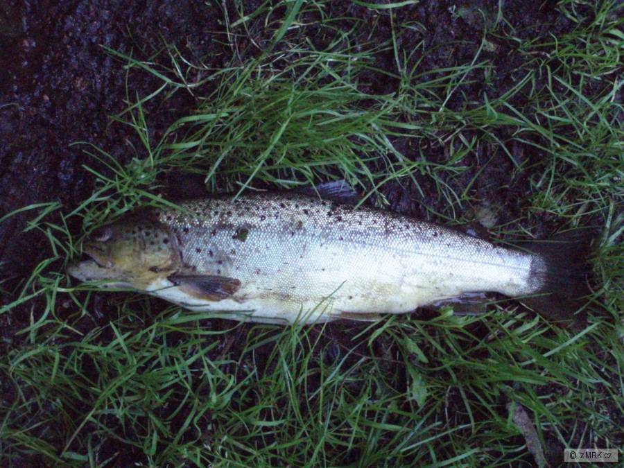 potočák 46cm