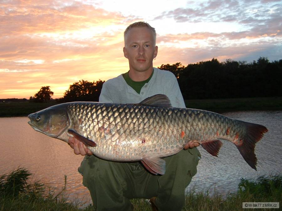 Amur z Labe 100 cm 13,3 kg
