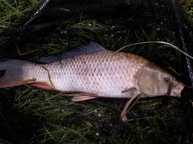 Kapřík 35cm