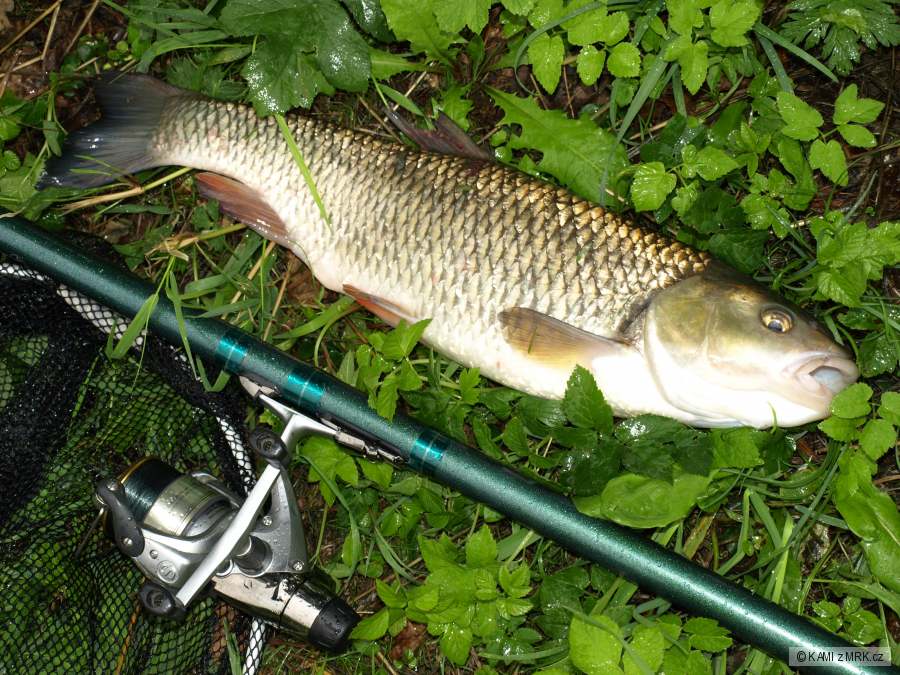 Udělal mi velkou radost- necelých 53cm