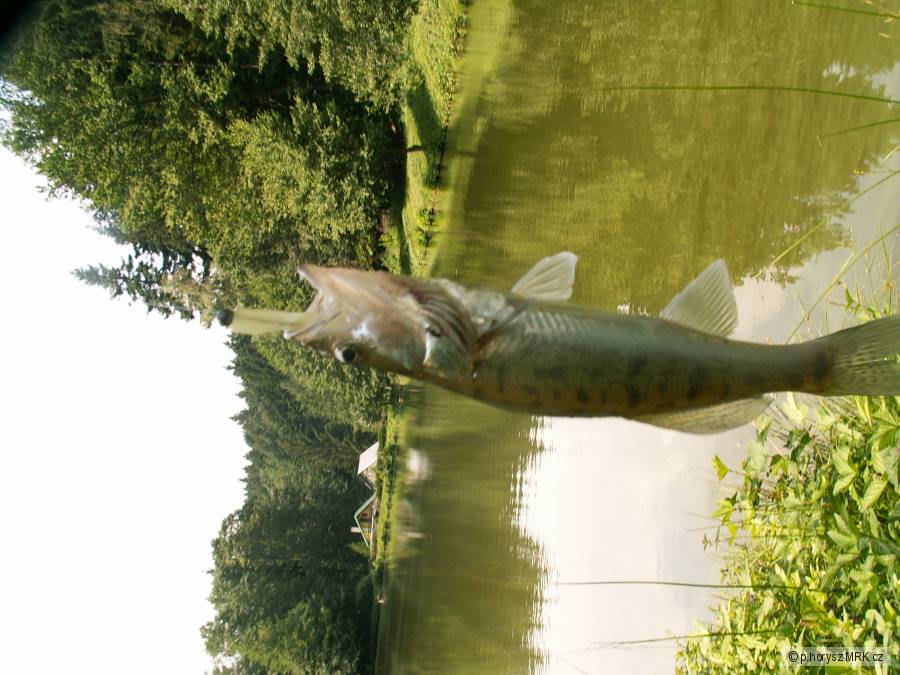 Pstruhovka