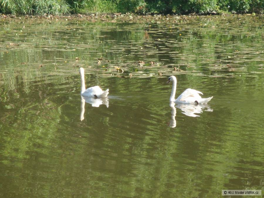 Labutě