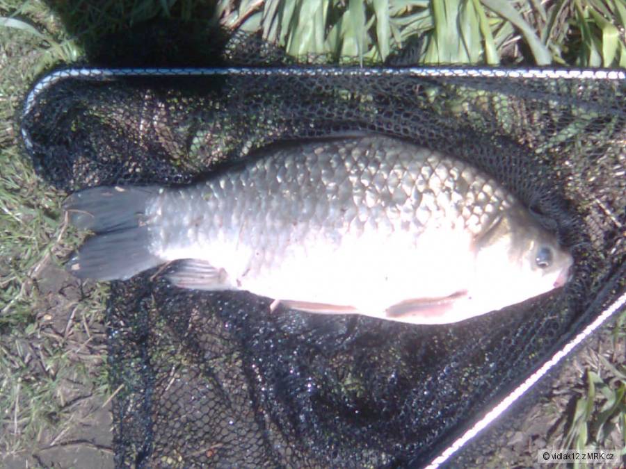 karas 42 cm