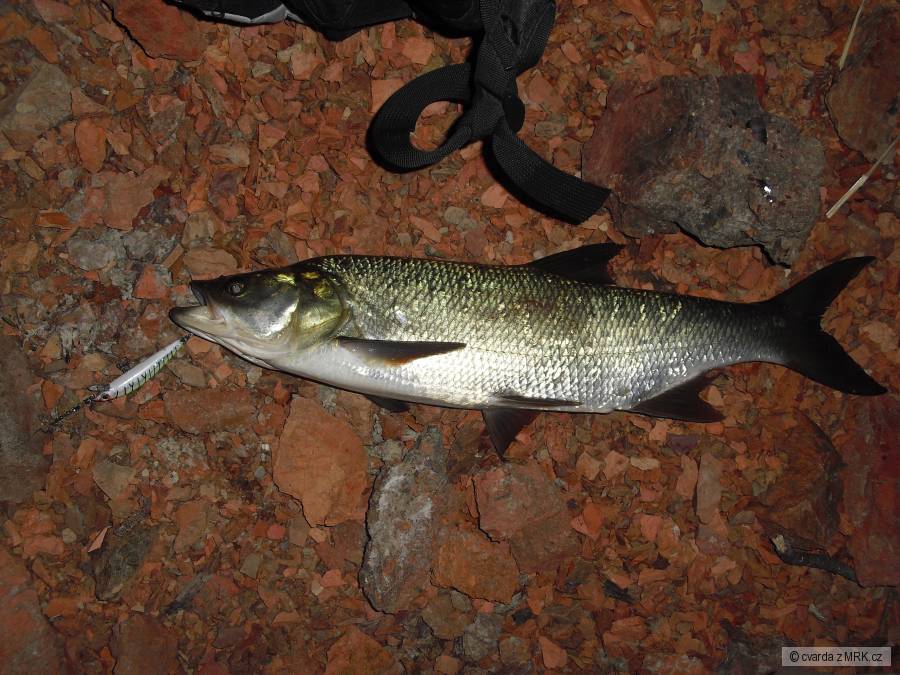bolen 56cm