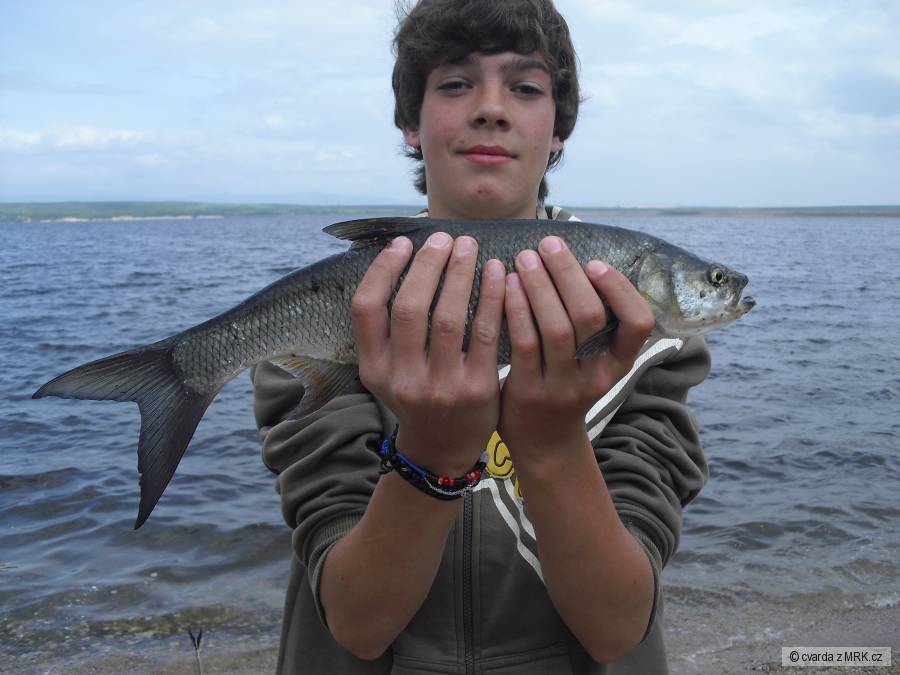 bolen 44cm