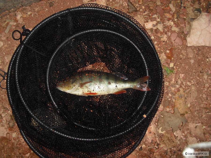 okoun 23cm