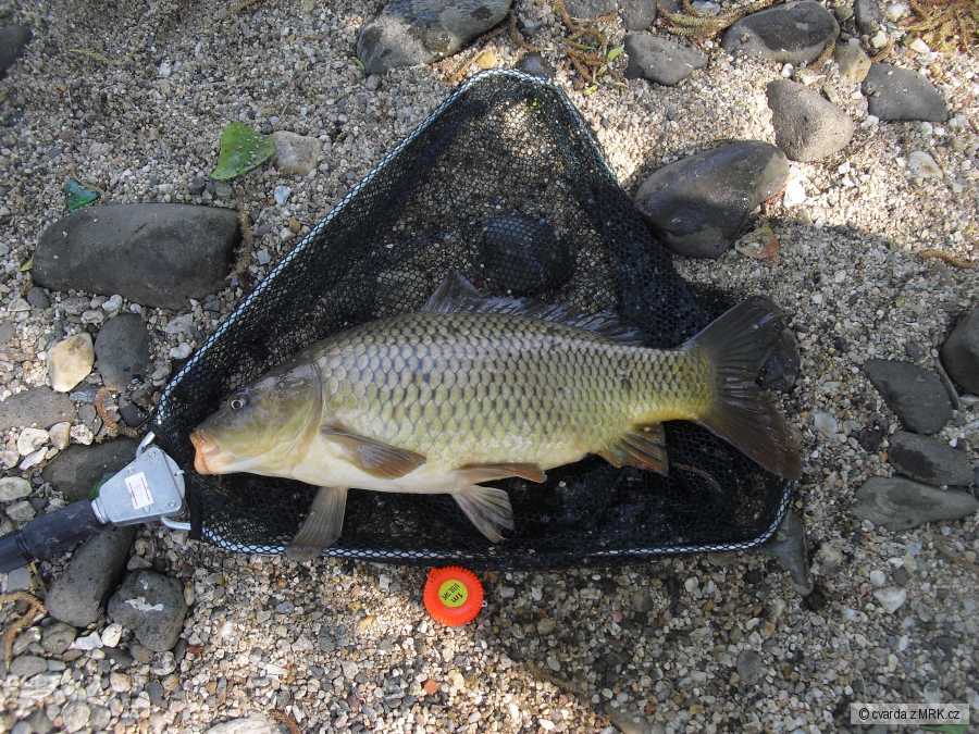 kapr 45cm