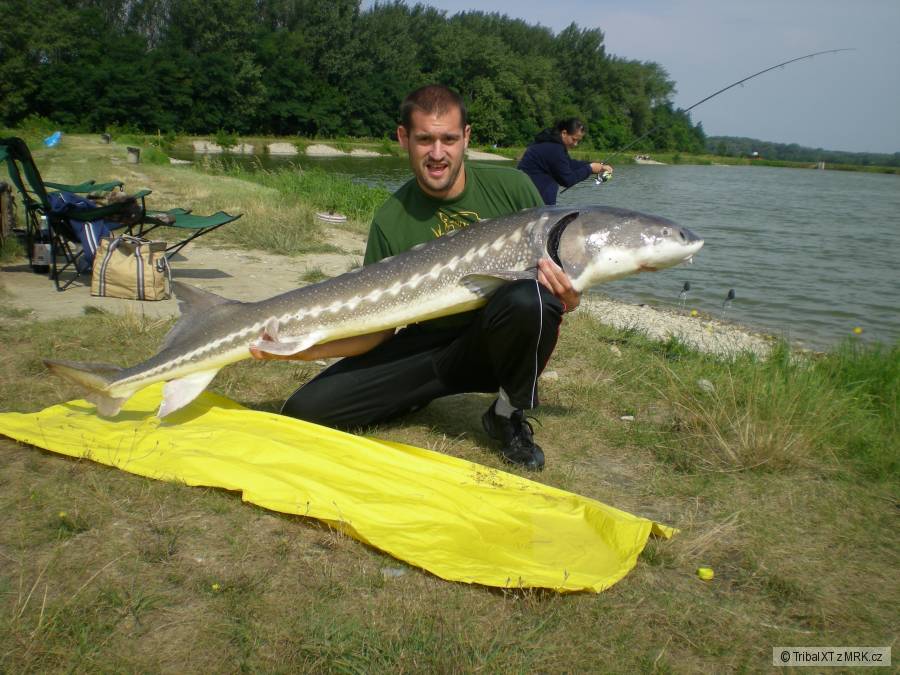 Jelka 2010