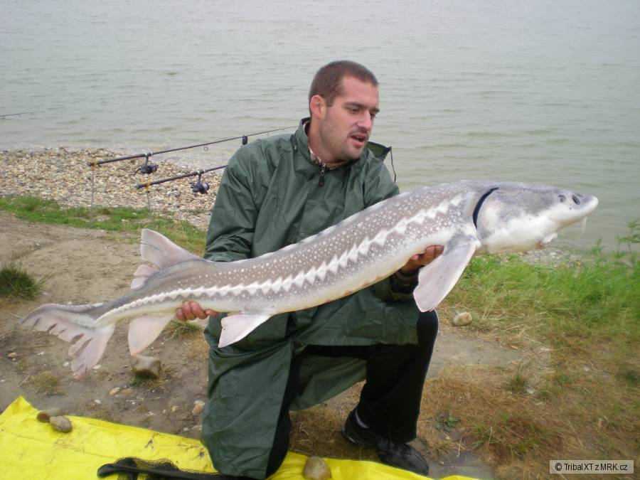 Jelka 2010