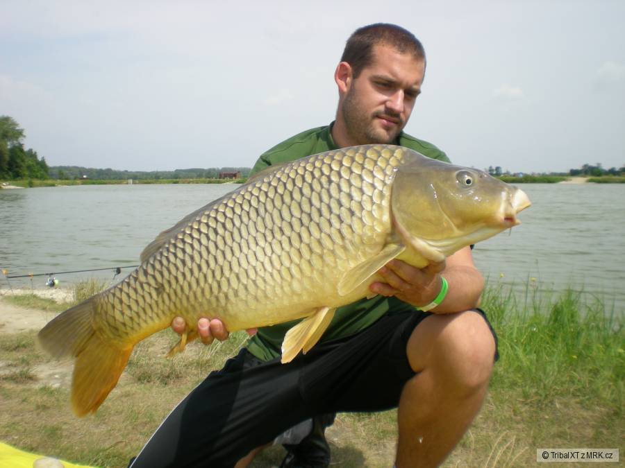 Jelka 2010