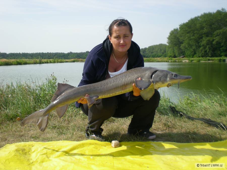 Jelka 2010